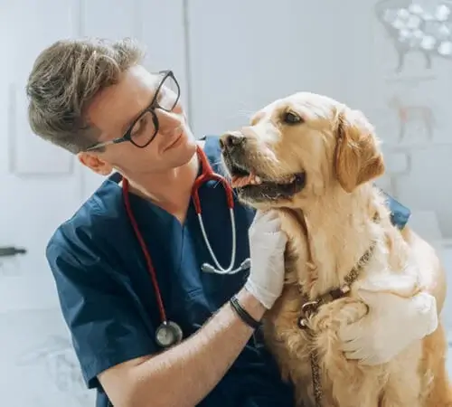 Comprehensive Pet Insurance