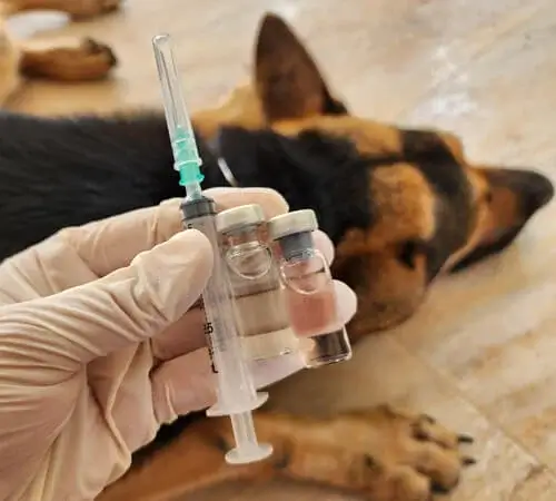 Pet Insurance Additional Add-Ons